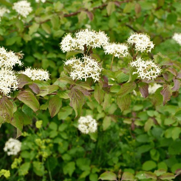 feb-cornelian-cherry