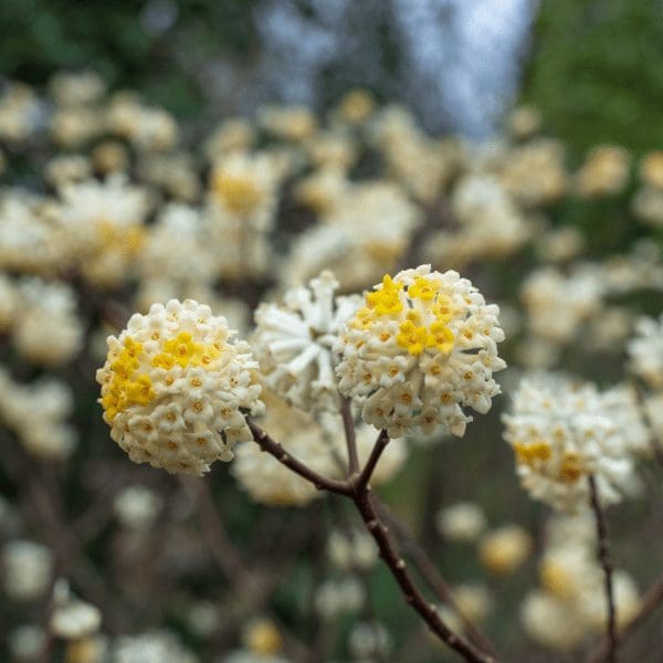feb-edgeworthia