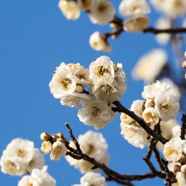 feb-japanese-flowering-apricots