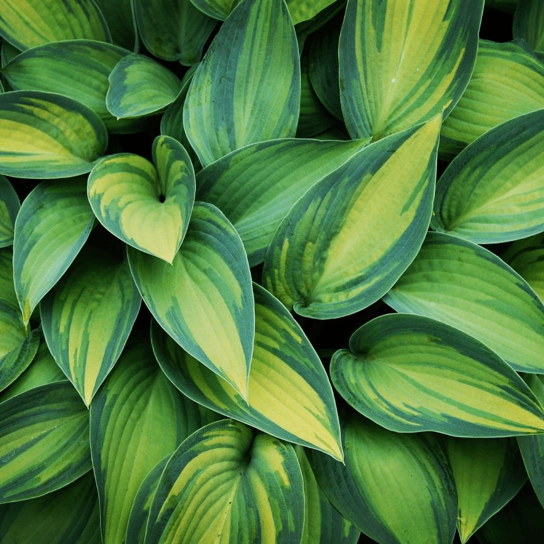 SOLD OUT Hosta Walk & Talk