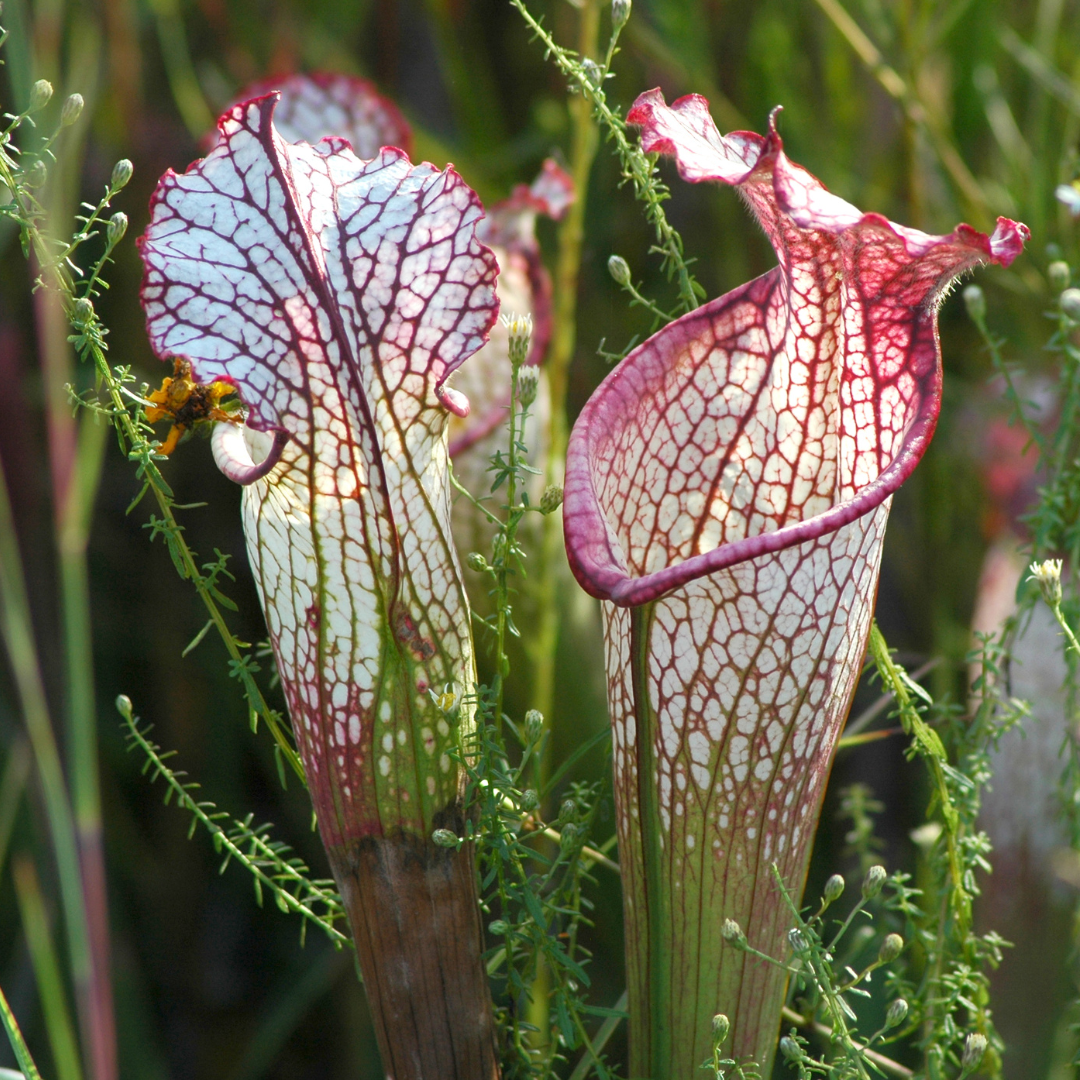 Plant Adaptations Walk & Talk