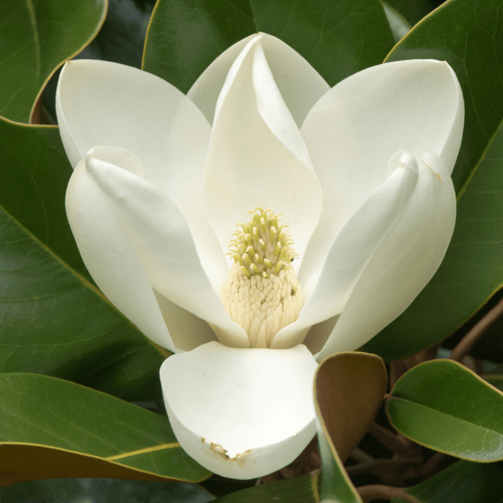 Magnolias Norfolk