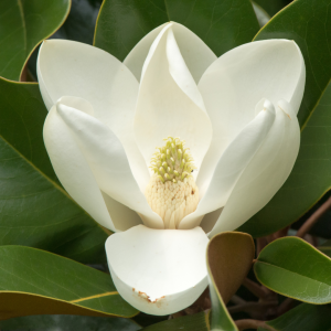 june-southern-magnolia