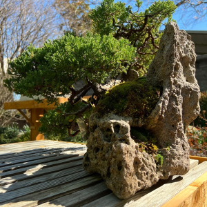 may-bonsai-collection