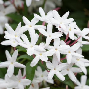 may-star-jasmine