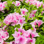 SOLD OUT Azalea Walk & Talk