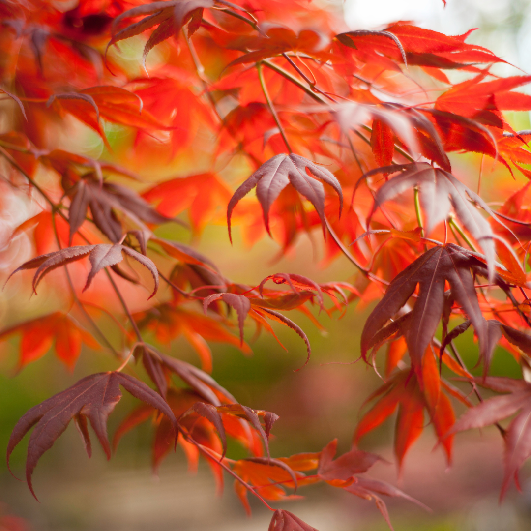 SOLD OUT Japanese Maple Walk & Talk