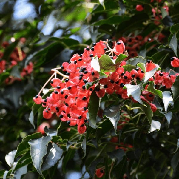 nov-korean-sweetheart-tree