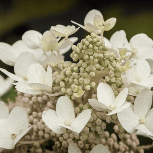 nov-oakleaf-hydrangea