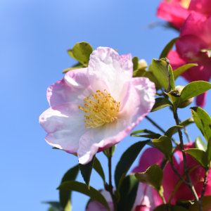 nov-sasanqua-camellias