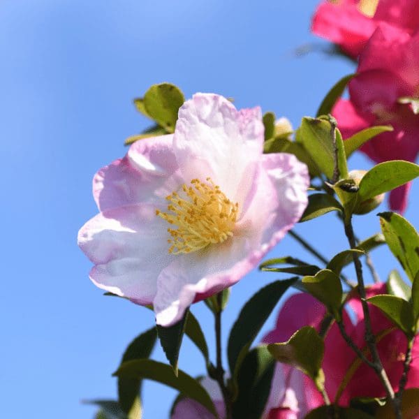 nov-sasanqua-camellias