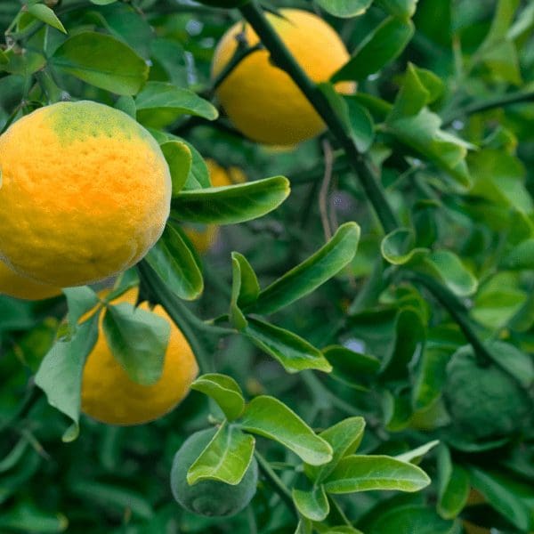 oct-flying-dragon-trifoliate-orange