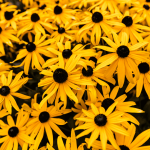 Monday, September 29