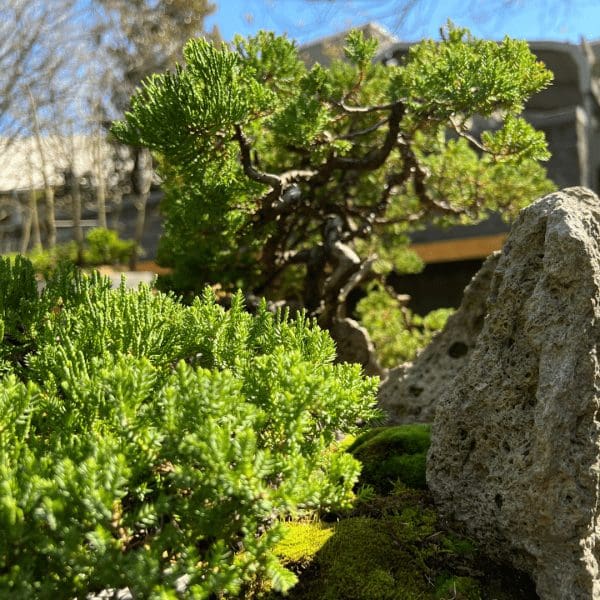 sept-bonsai-collection