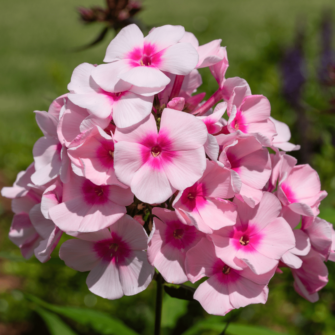 September Blooms - Norfolk Botanical Garden