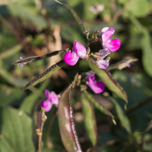 sept-purple-hyacinth-bean