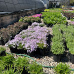 Spring Plant Sale