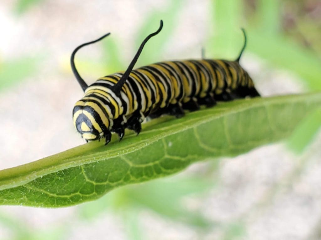 Step into the Enchanting World of Butterflies at Norfolk Botanical Garden