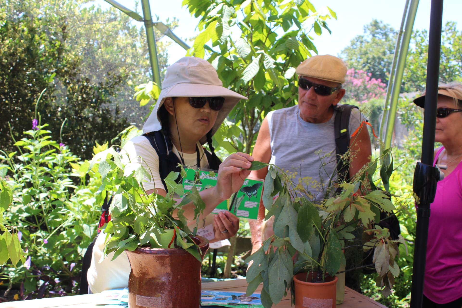 Adopt A Butterfly Norfolk Botanical Garden