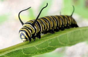 caterpillar-1
