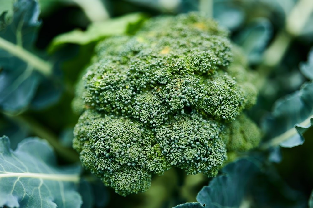 Under the Scope: The Broccoli in Your Vegetable Garden