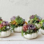 Succulent Pumpkin Planter Workshop