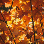 Fall Color Walk & Talk