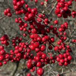 December photo of red berries