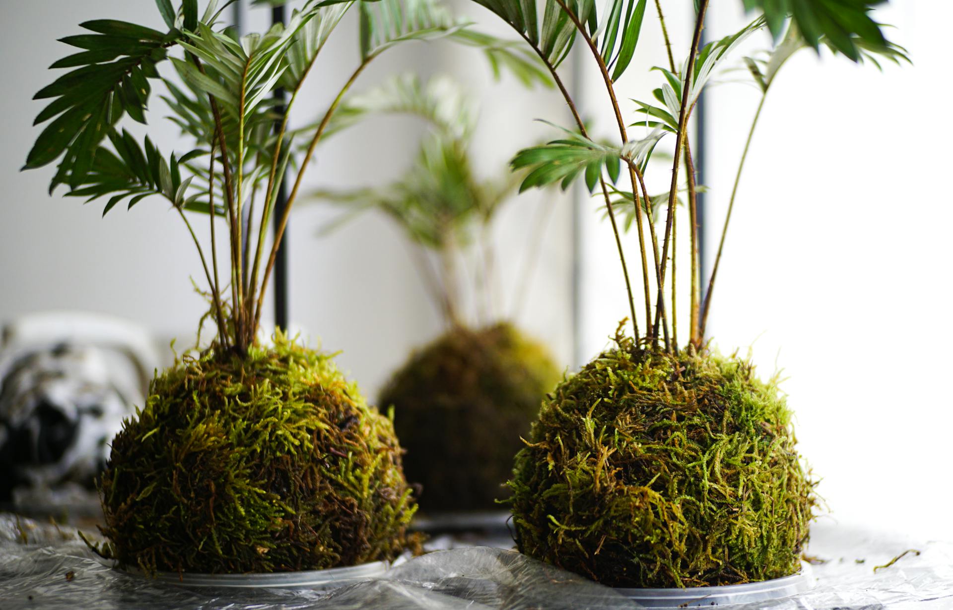 SOLD OUT Kokedama: Japanese String Gardens