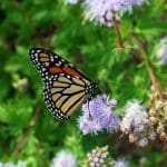 A Few Great Native Plants and Why You Should Plant Them