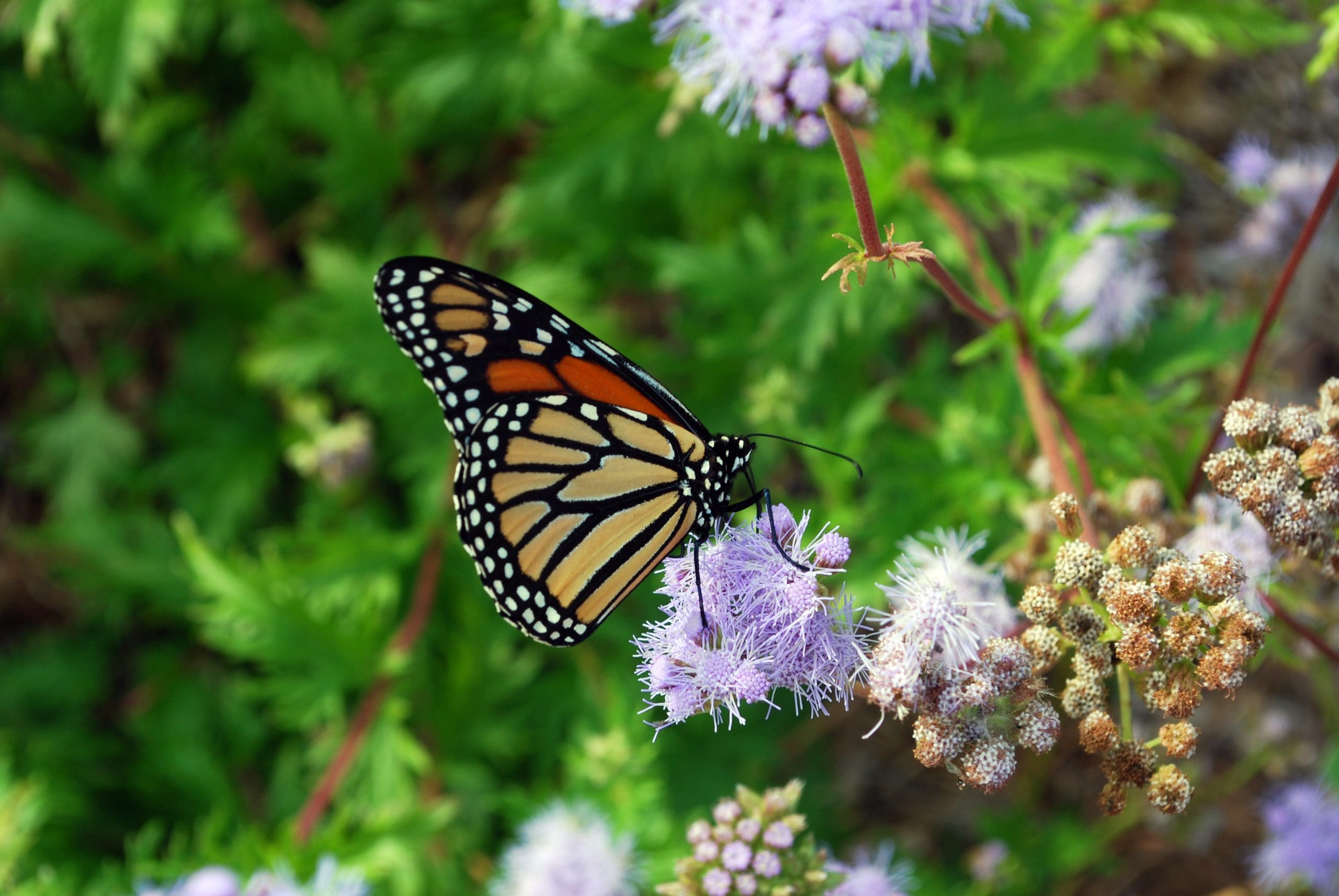 Sustainable & Resilient Landscapes-Zoom