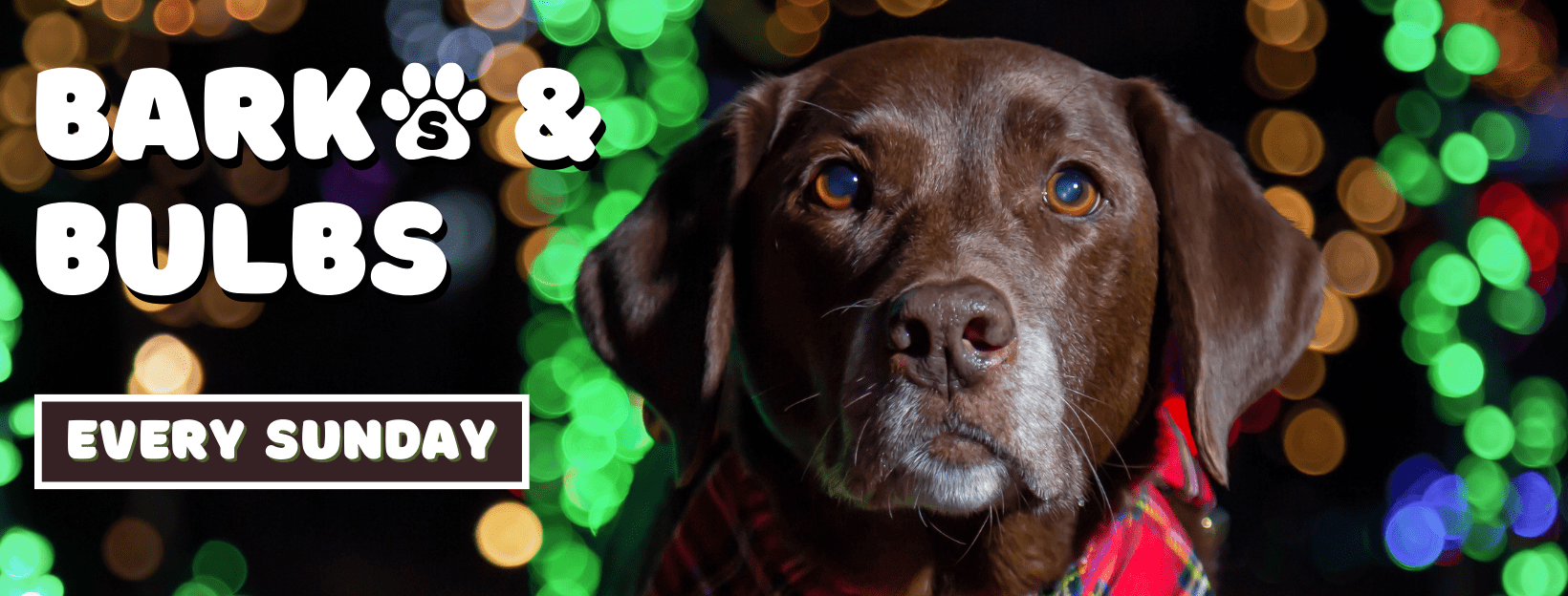 barks-bulbs-2023-website-graphic-12