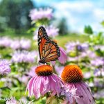SOLD OUT Butterfly Garden Walk & Talk