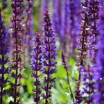 Salvia Walk & Talk