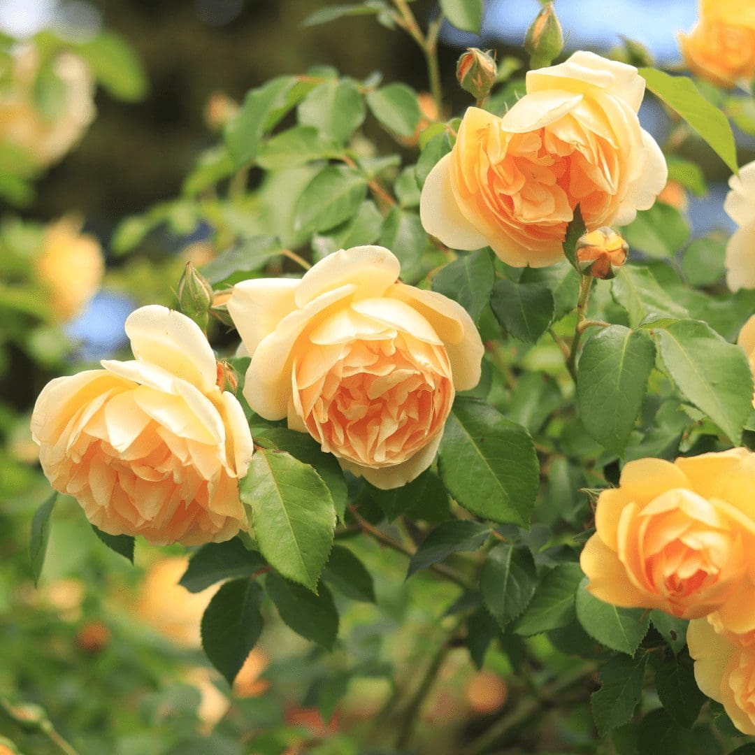 Rose Garden Walk & Talk