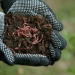 Worm Composting