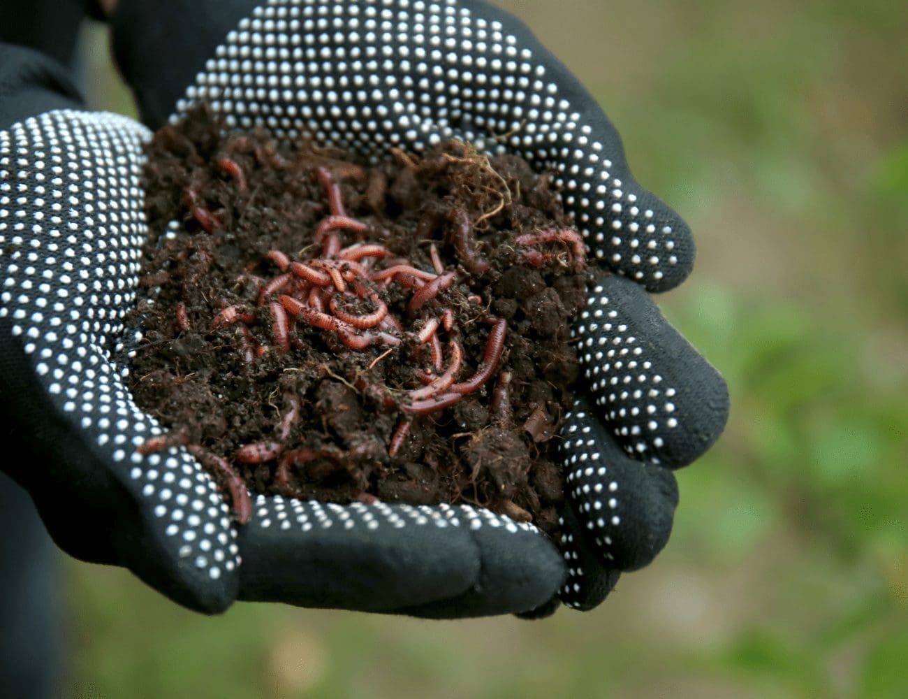 Worm Composting