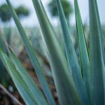 Subtropical Garden Walk & Talk