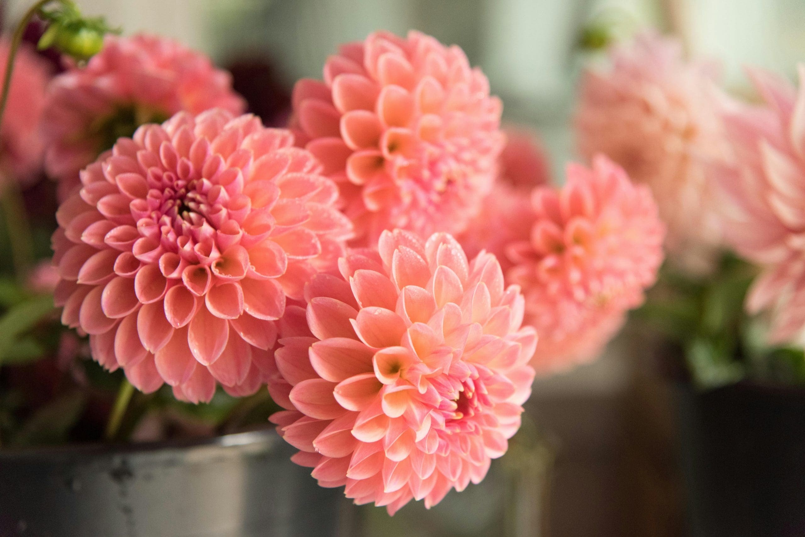 Cut Flowers Around the Garden - Norfolk Botanical Garden