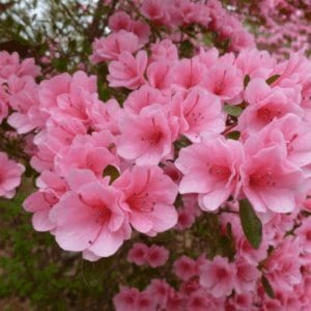 Azalea