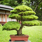 Virginia Bonsai Society Show and Sale