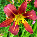Tidewater Daylily Society Show and Sale