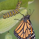 Butterfly Day with the Butterfly Society of Virginia