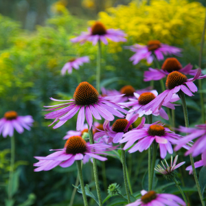Online Spring Plant Sale