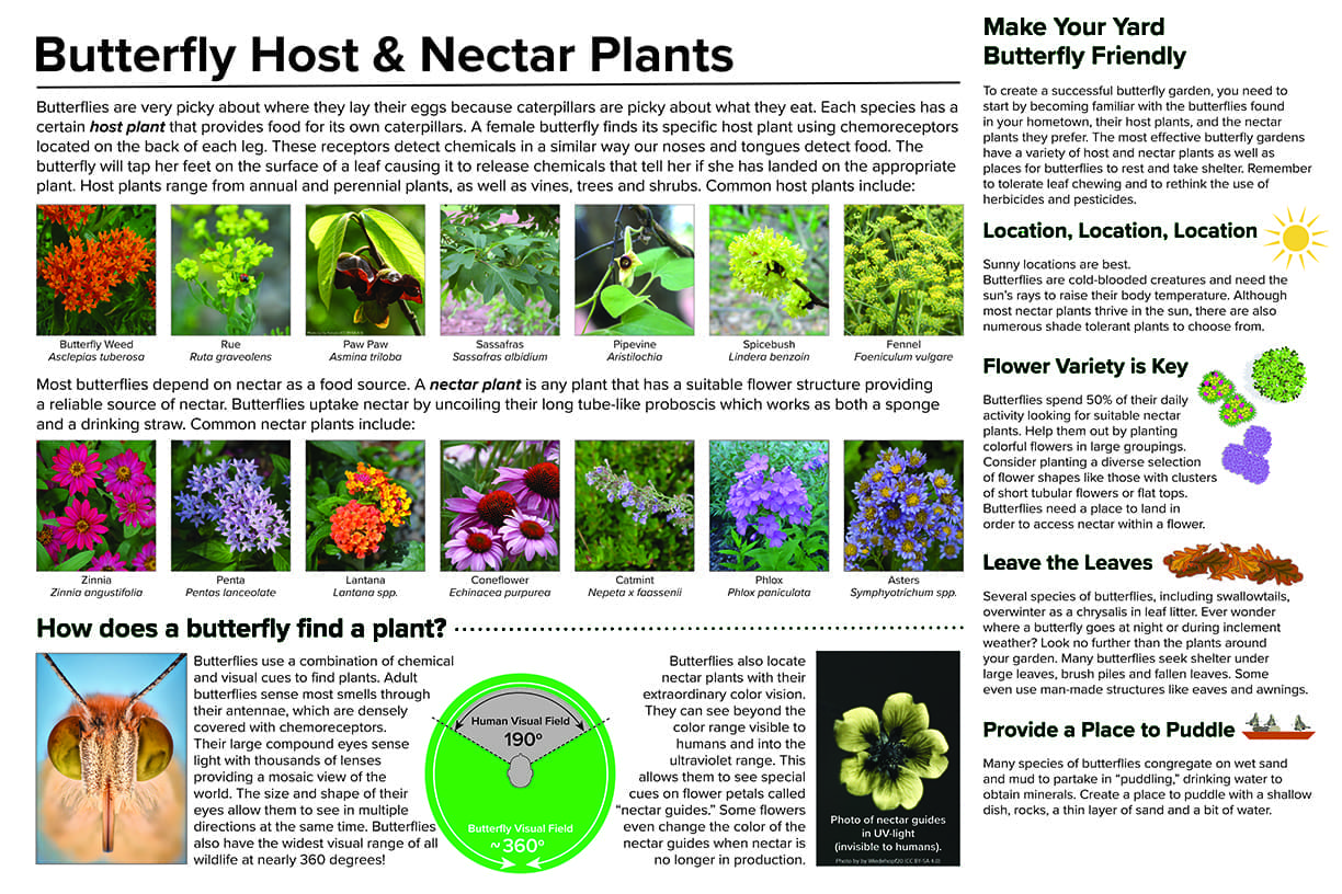 2-butterflies-plants-replace