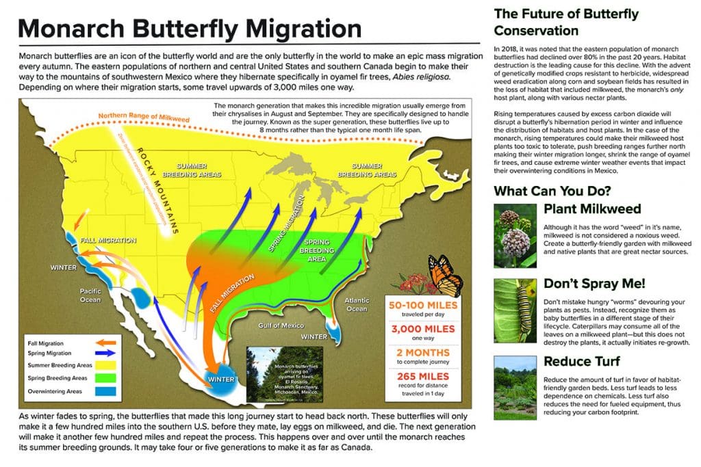 4-monarch-conservation-replace