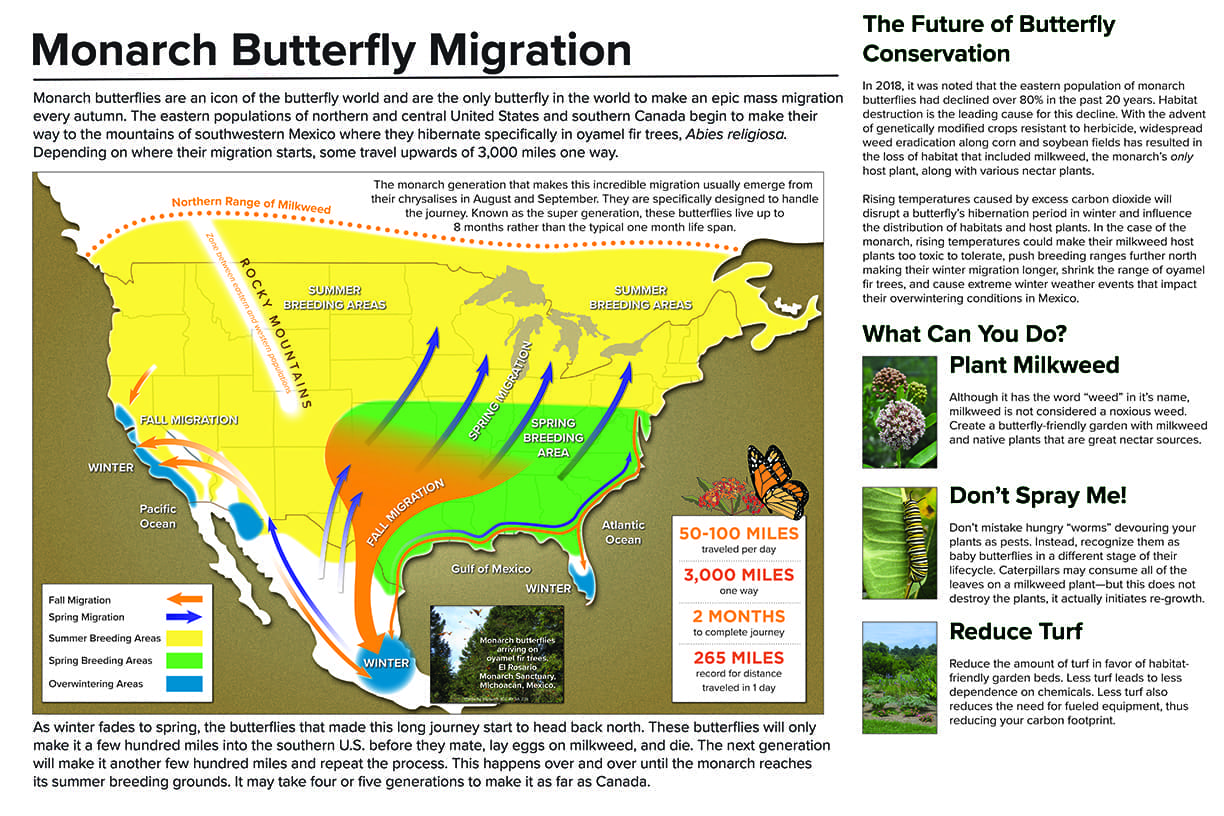 4-monarch-conservation-replace