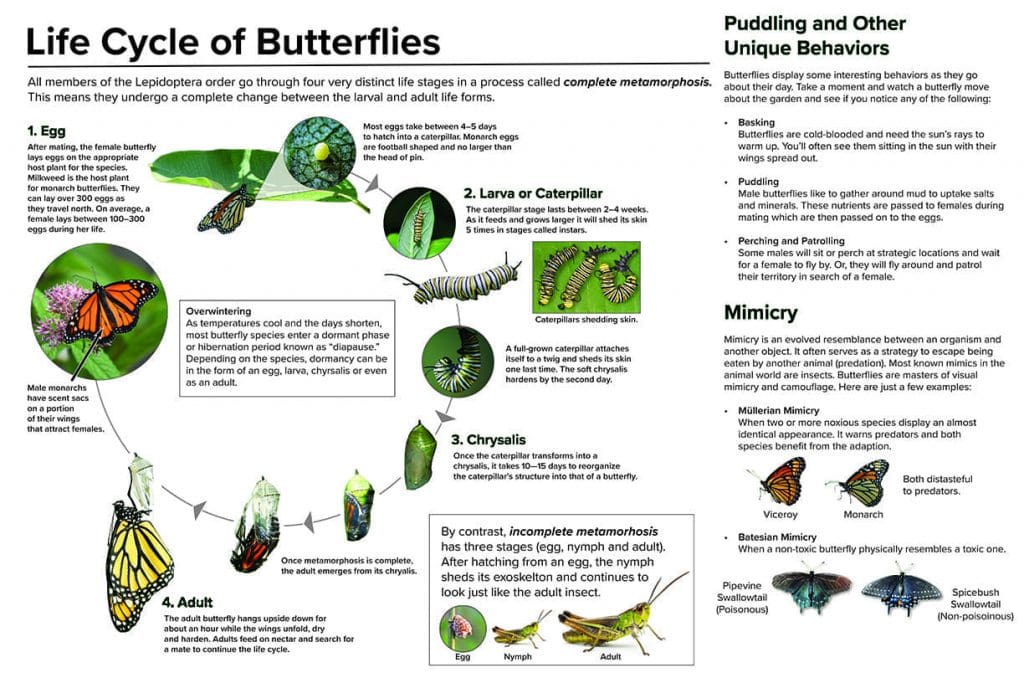 3-butterfly-life-cycle-replace-1
