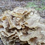All About Mushrooms