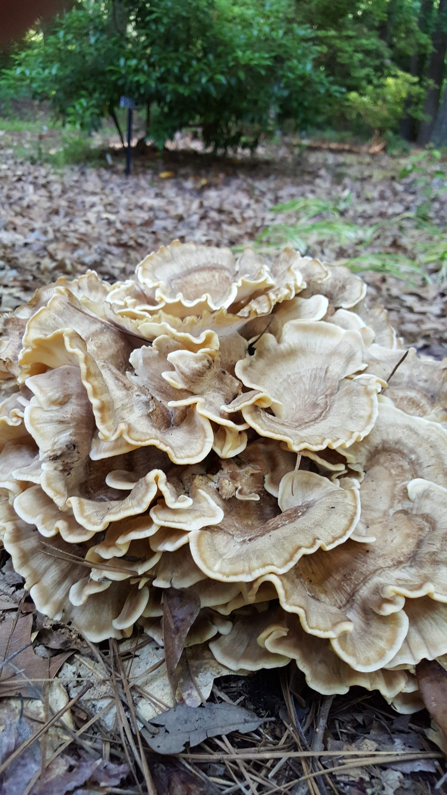 All About Mushrooms